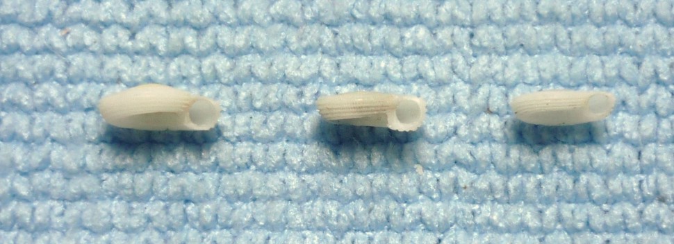 Pseudotorinia architae?